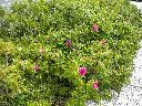 DSCN0086