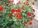 DSCN0273