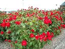 DSCN0274