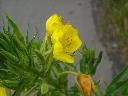 DSCN0436