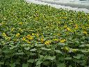 DSCN0648