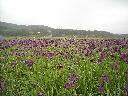 DSCN0785