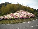 DSCN3983