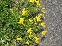 DSCN4431